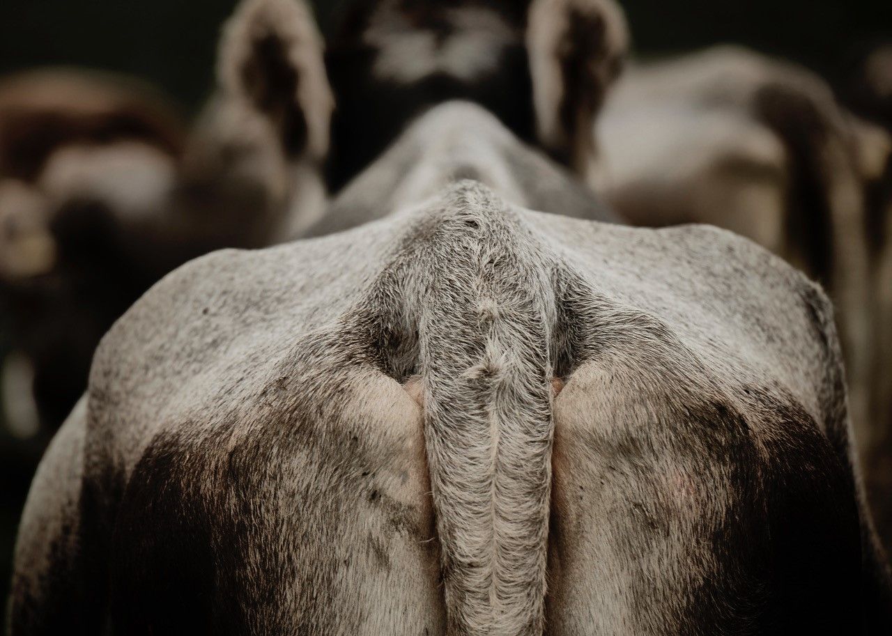 Kuh von hinten (Foto: Nadine Strub)