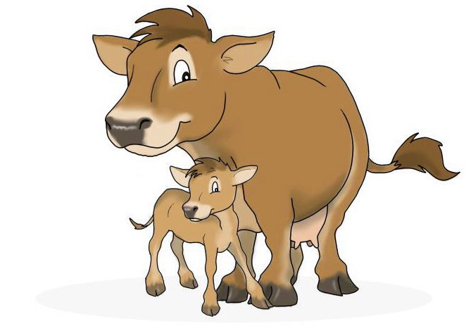 Limousin Kuh mit Kalb.jpg