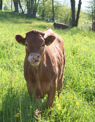La vache n’a nul besoin de mouchoirs, sa langue lui suffit. (Photo : màd)