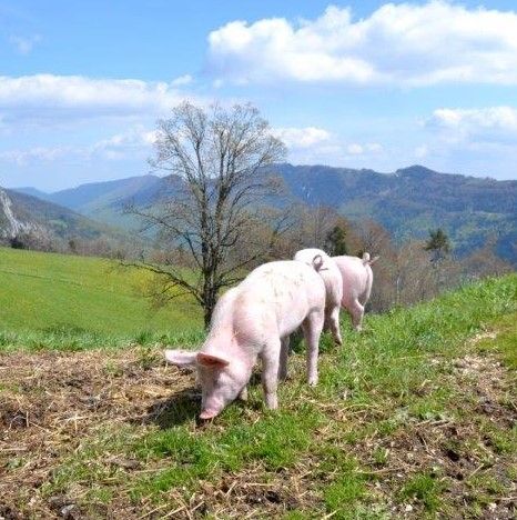 Schweine auf Weide