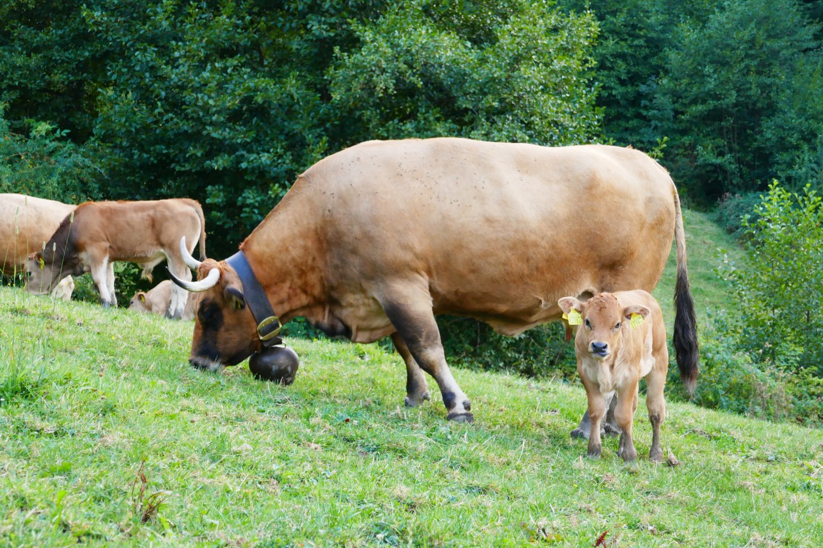 1100-065_Rebekka_Strub_4632_Trimbach_Aubrac_2018_3.jpg